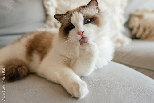 Cute Ragdoll cat grooming itself and licking its paw with a pink tongue on a grey sofa. Domestic animal daily hygiene and care.