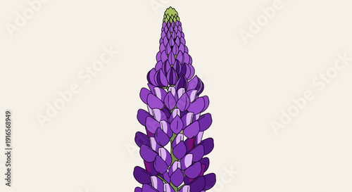 Close up of a vibrant purple lupine flower spike.