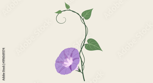 Delicate Purple Morning Glory Flower Blooming on Vine.