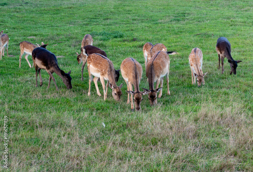 Photos Group of fallow deer grazing peacefully on lush green grass in an open meadow