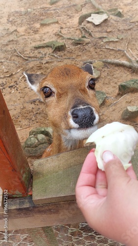Fawn's muzzle close up.