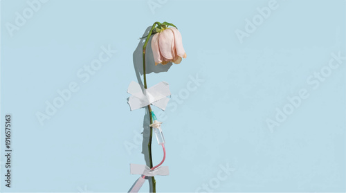 wilted pink rose with paper airplanes on light blue background