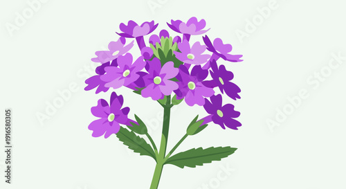Beautiful Purple Verbena Flower Cluster Isolated.