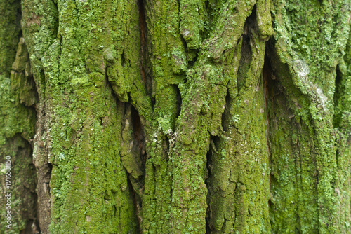 Closeup of vibrant colorful lichen and moss on tree bark