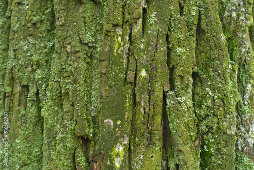 Texture of vibrant colorful lichen and moss on tree bark