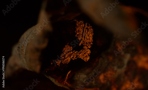 Backlit inside of a leaf
