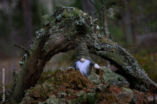 Forest gnome