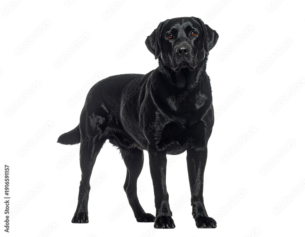 Fototapeta premium Black labrador retriever standing full body with glossy coat