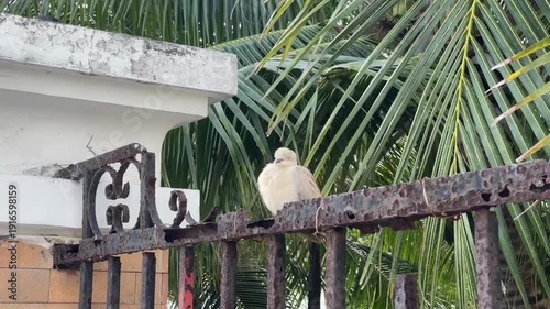 A Eurasian Collared Dove perched on a rusted iron gate with tropical palm leaves in the background, eventually flying away in daylight.