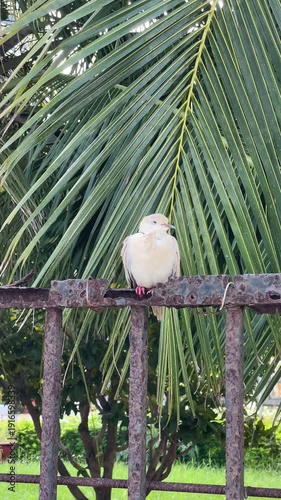 Light-colored dove perched on a rusty iron fence with green coconut palm leaves in the background during the day in a tropical setting.