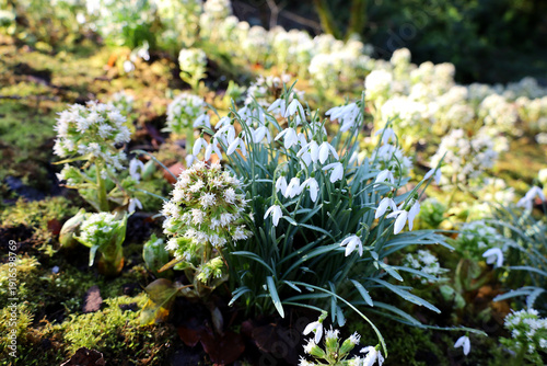 Snowdrops and butterbur sprout blooming by the river