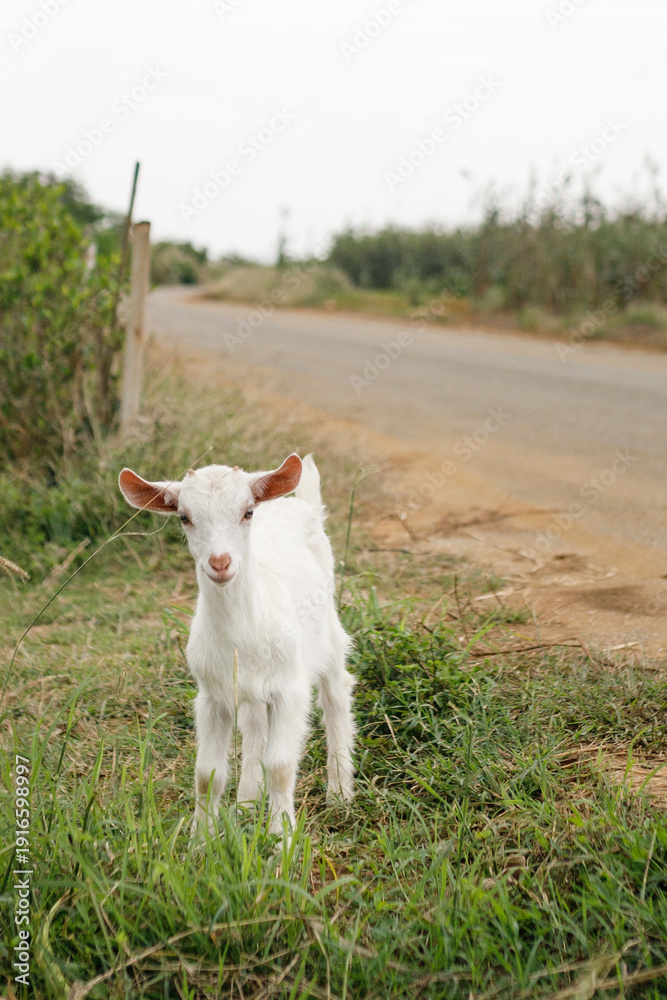 Obraz premium White baby goat standing on grass near a rural road 草むらに立つ白い子ヤギと田舎道