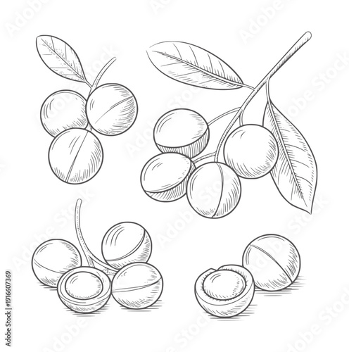 Black and white line of shea nuts branches and cut open fruit leaf