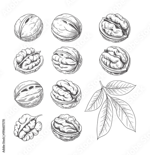 Black and white line of walnuts and leaves food healthy ingredient