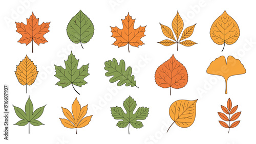 Collection of fifteen diverse tree leaves in various autumn colors and shapes ideal for seasonal and botanical design projects.