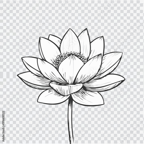 lotus illustration of a flower line art style vector with transparent background.