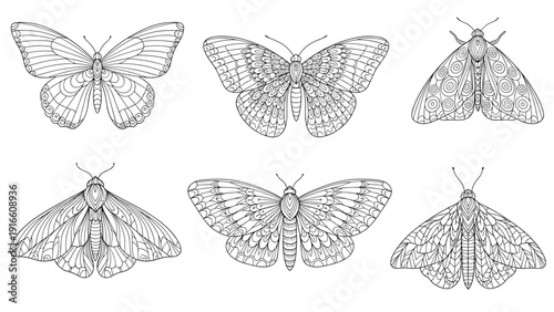 Collection of six detailed black and white moth and butterfly sketches with intricate wing patterns presented in a clean grid arrangement.