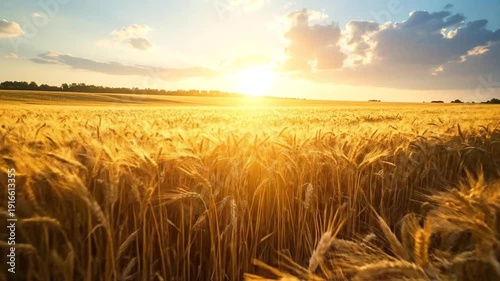 Golden wheat field at sunset, with the sun setting over the horizon, creating a warm and inviting background.