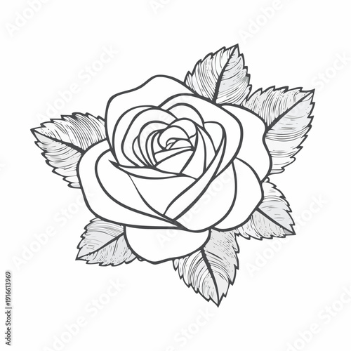 Continuous line, rose isolate line art vector illustration with transparent background editable stroke.
