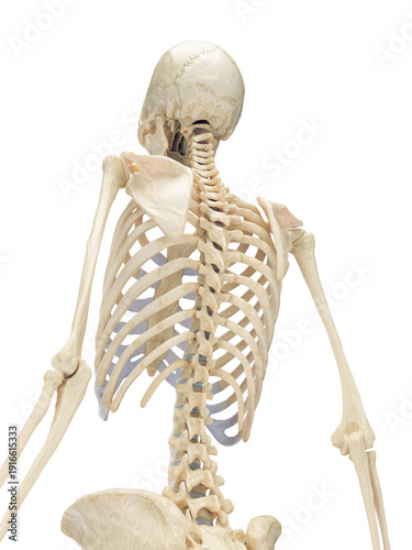 Konstfotografi A Detailed 3D Depiction Of The Skeletal System Of A Woman