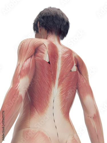 Фотография A Detailed 3D Depiction Of The Superficial Muscles Of A Woman