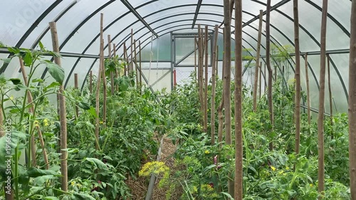 Interior view of polycarbonate greenhouse with rows of staked tomato plants in bloom. Wooden stakes and trellises support vines with yellow flowers. Rustic scene of small-scale organic cultivativation