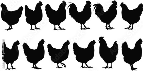 Black Chicken and Rooster Silhouette Collection Featuring Various Poses for Farm Poultry Agriculture Livestock Meat Production and Rural Countryside Design Projects