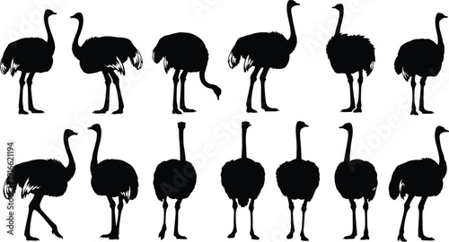 Black Ostrich Silhouette Collection Featuring Various Poses and Walking Profiles for African Safari Wildlife Nature Conservation and Zoo Graphic Design Projects