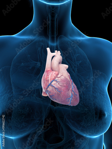 Detailed Anatomical Rendering Showing The Heart Of A Female