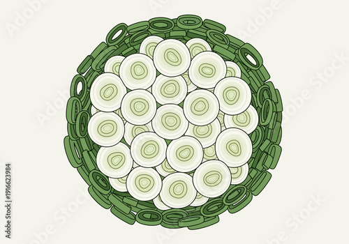 Cross section of a plant stem showing vascular bundles and pith.