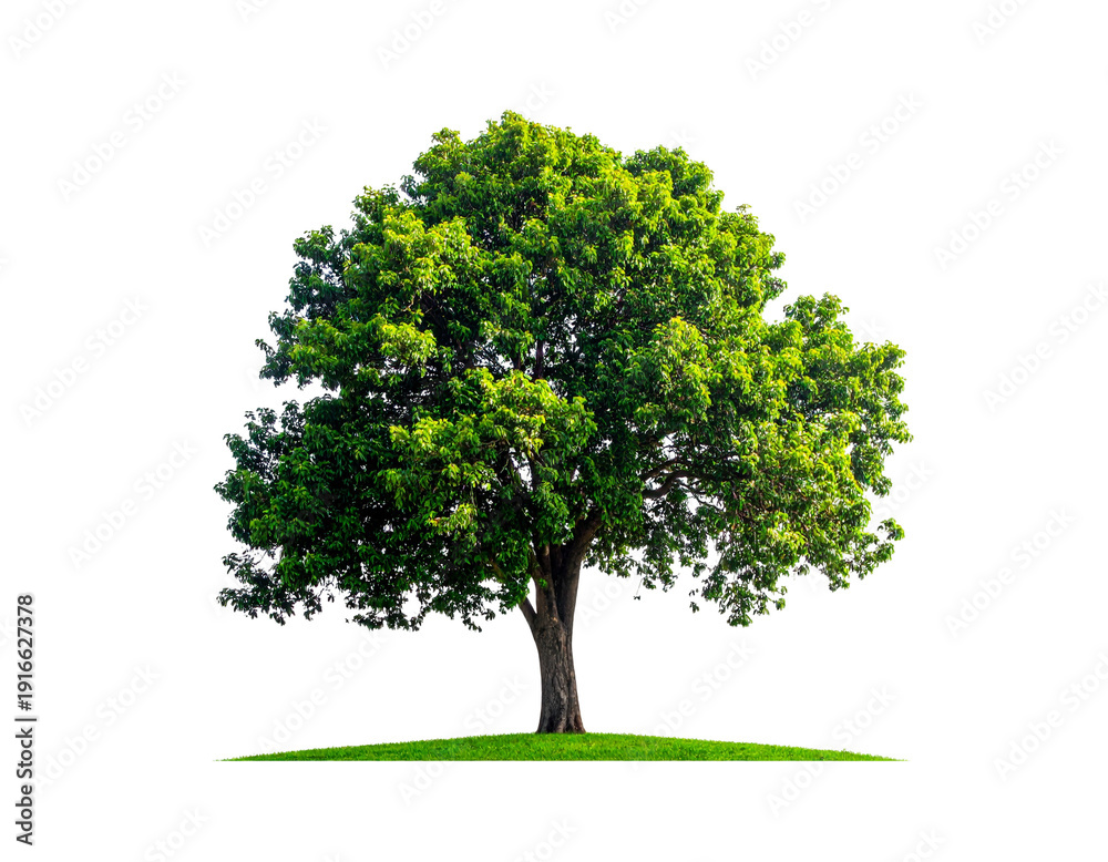Fototapeta premium Tree with lush green foliage standing on small grassy mound