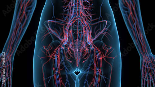 A Detailed 3D Depiction Of The Circulatory System Of A Woman