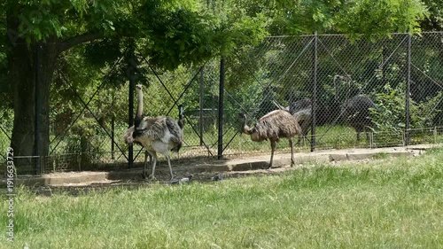 Large Flightless African Ostriches in Fenced Animal Park