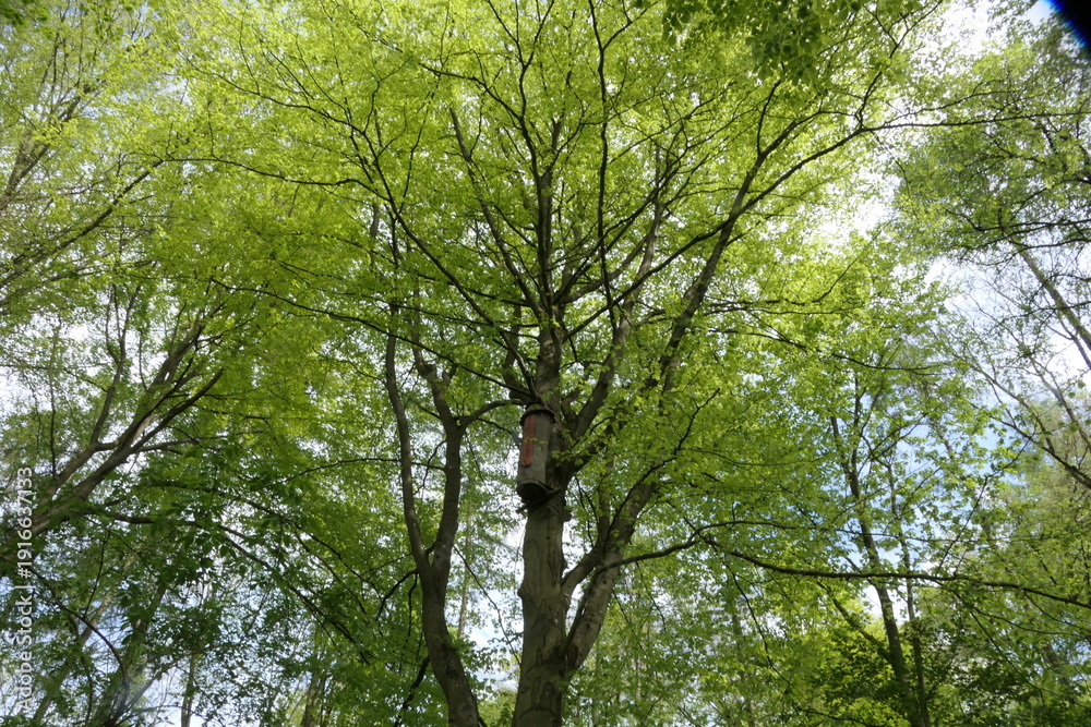 Obraz premium Laubwald im Frühling
