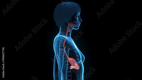 Cuadro en lienzo A Detailed Depiction Of The Diaphragm Of A Human Male In Full Detail