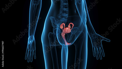 Fotografía Comprehensive 3D Depiction Showing The Uterus Of A Woman's Body