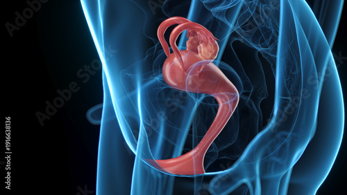 Fotografie 3D Anatomical Depiction Highlighting The Uterus Of A Woman