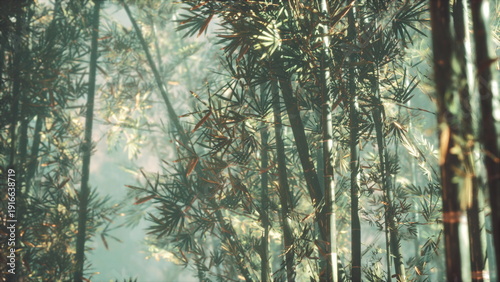 Photos Sunlight filters through tall bamboo stalks, creating a serene ambiance in the lush forest