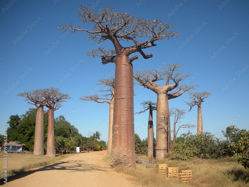 Obraz premium Avenue of the Baobabs in Madagascar during daytime, iconic African landscape with dirt road