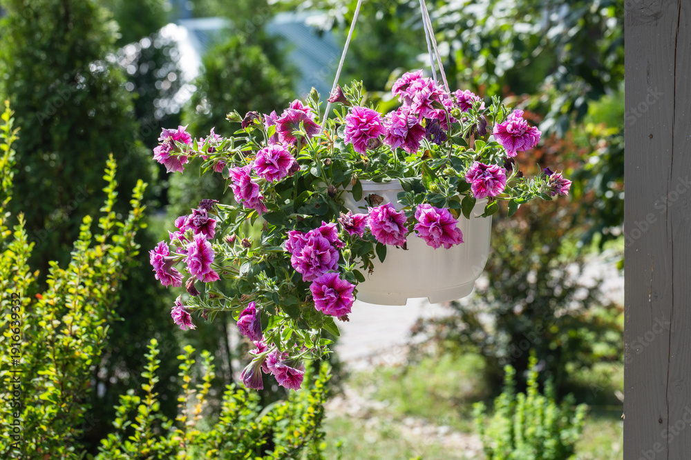 Obraz premium Purple pink petunia flowers grow in a hanging white pot on a sunny day