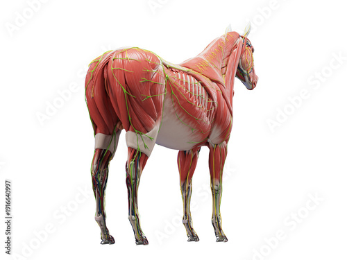 A Detailed 3D Depiction Of The Muscular System Of A Horse
