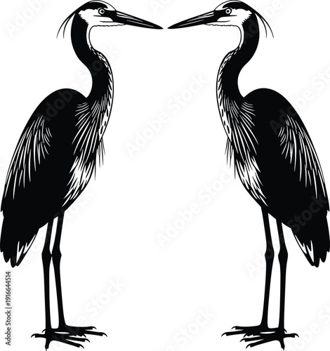 Black and white of two herons facing each other birds animals wildlife