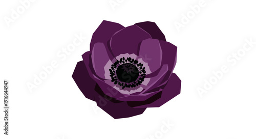 Beautiful Purple Anemone Flower Isolated on White Background.