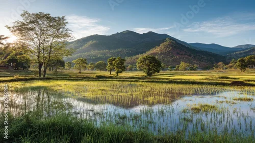 Fototapeta Golden morning light illuminates vibrant green paddy fields with lush trees and serene mountain backdrop, capturing tranquil agricultural beauty.