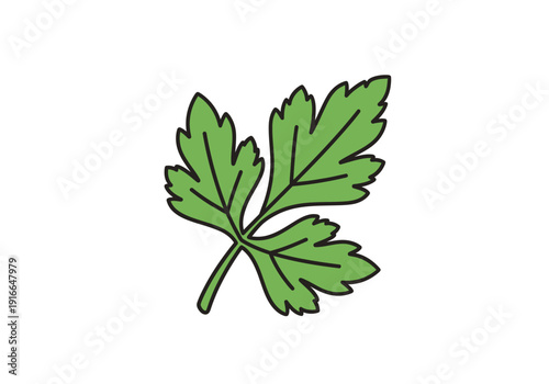 Illustration of a single green parsley leaf on a white background.
