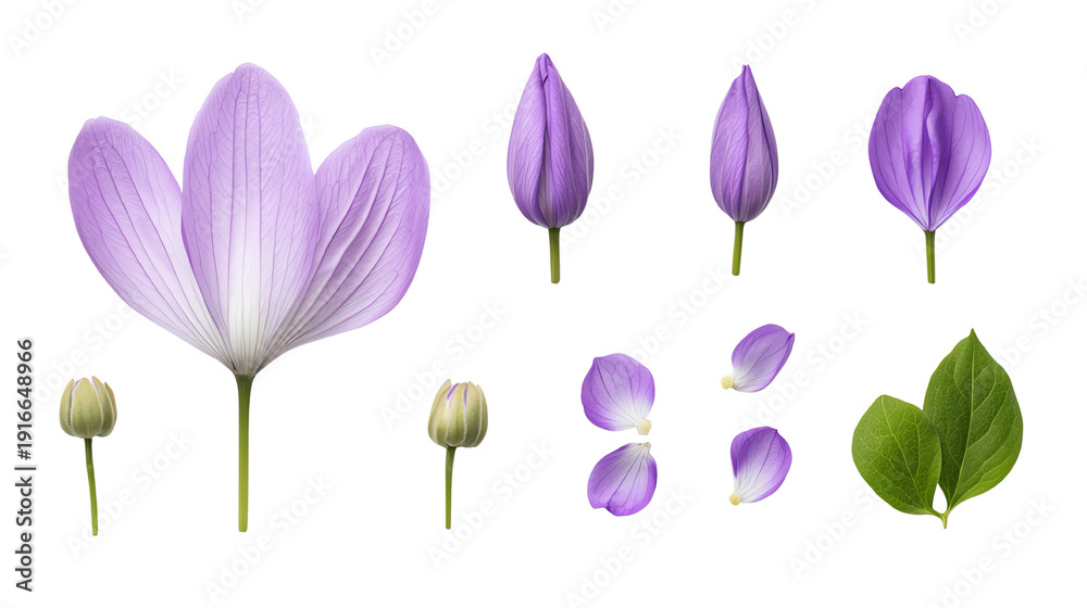 Fototapeta premium A collection of various purple flower stages, including buds and petals, on a white isolated background.