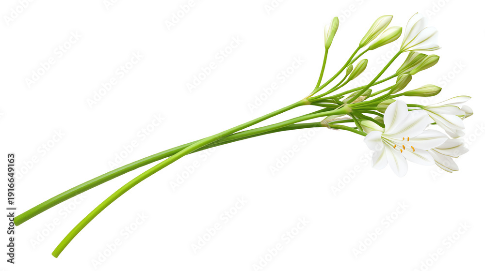 Fototapeta premium A delicate bouquet of white flowers with green stems on a white isolated background, perfect for nature-themed designs.