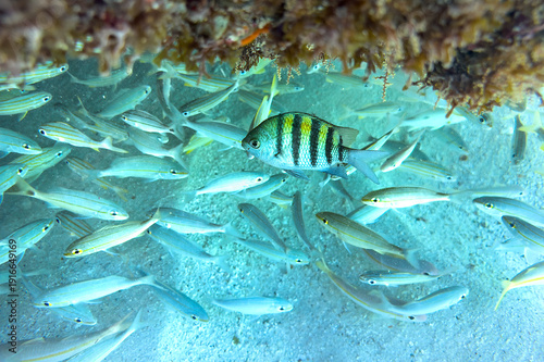 Sergeant Major damselfish swimming among a school of other small fish in a coral reef o0ff Boca Catalina Beach, Aruba