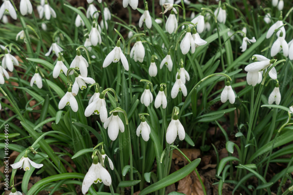 Obraz premium snowdrops in spring