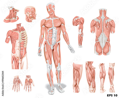 Human Muscular System Anatomy Illustration. Detailed Vector Set of Male Body Muscles including Torso, Back, Arms, Legs, and Facial Muscle Groups
